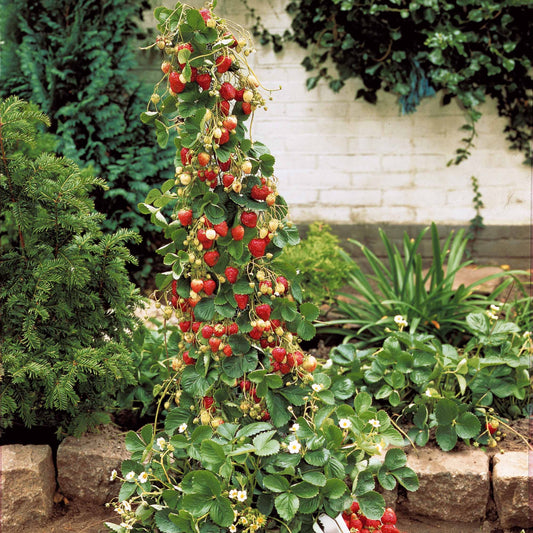 Hängeerdbeere 'Mount Everest' - Fragaria x ananassa mount everest