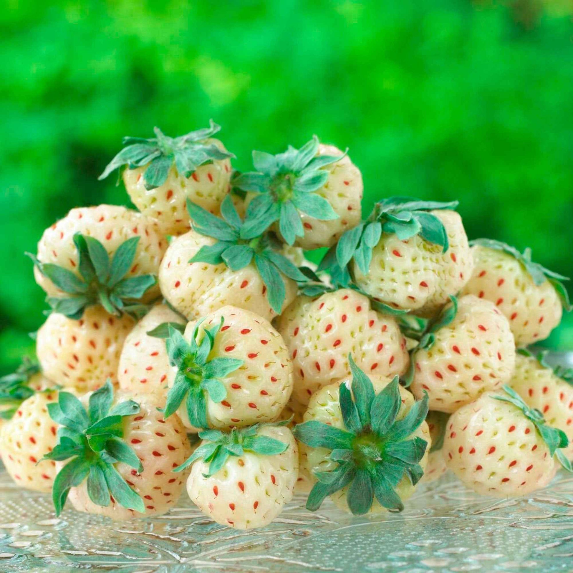 Ananas-Erdbeere 'Pineberry' (x2) - Fragaria pineberry white dream ® - Obst