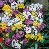 Zierlauch Mischung 'Happy Bulbs' (x25) - Allium - Blumenzwiebeln