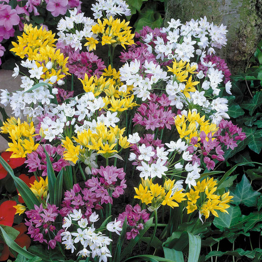 Zierlauch Mischung 'Happy Bulbs' (x25) - Bakker