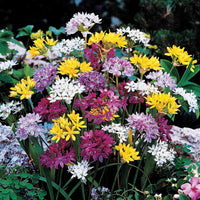 Zierlauch Mischung 'Happy Bulbs' (x25) - Allium - Bakker
