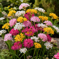 Zierlauch Mischung 'Happy Bulbs' (x25) - Allium - Bakker