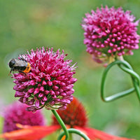 Kugellauch (x25) - Allium sphaerocephalon - Blumenzwiebeln Frühlingsblüher