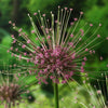 Schuberts Zierlauch (x5) - Allium schubertii - Blumenzwiebeln