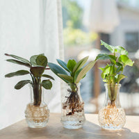 Syngonium 'Pixie', Clusia 'Princess', Ctenanthe 'Amagris' (x3) - Syngonium 'pixie', clusia 'princess', ctenanthe 'amagris' - Bakker