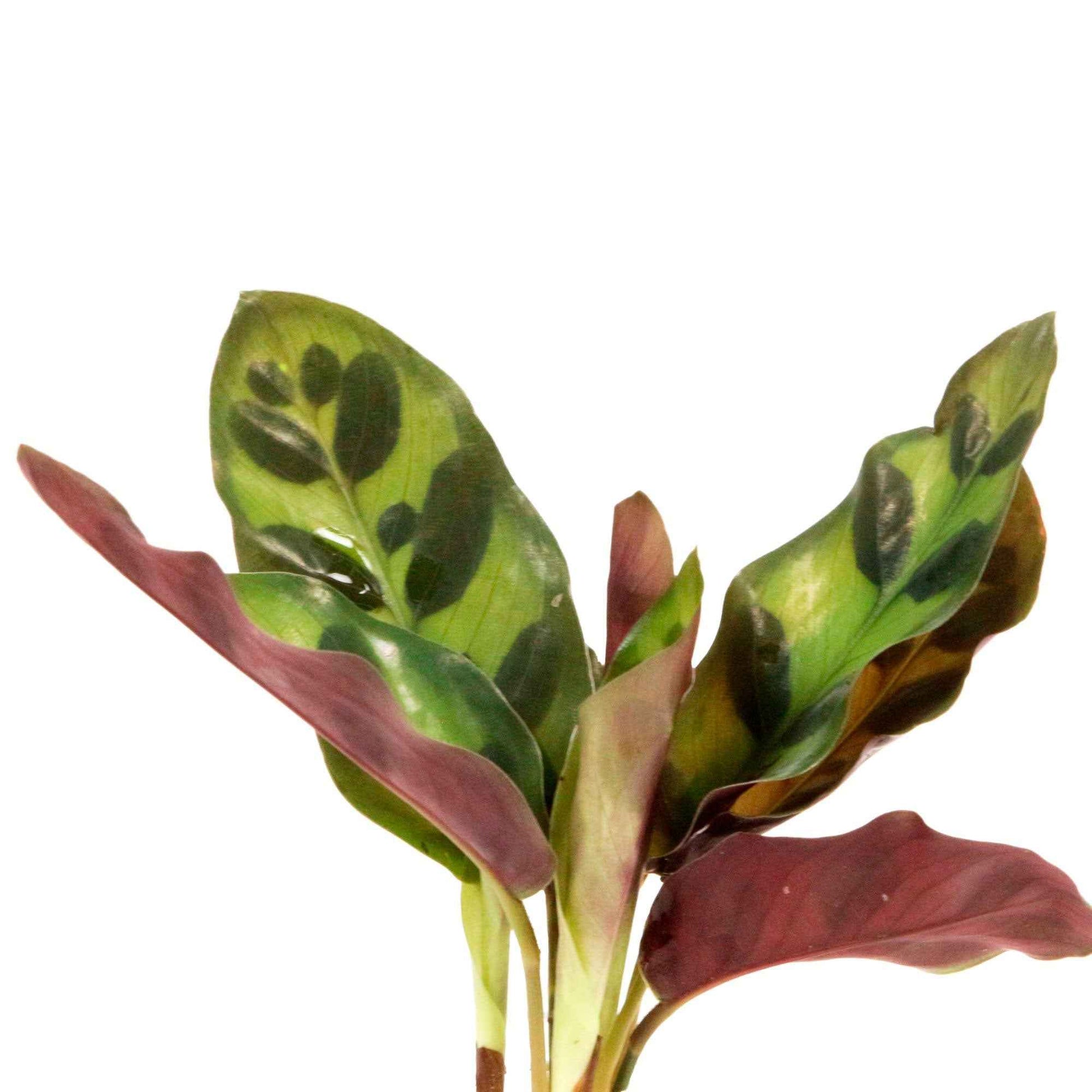Calathea im Samoa-Glas - Hydroponik (x2) - Calathea insignis - Zimmerpflanzen Sets