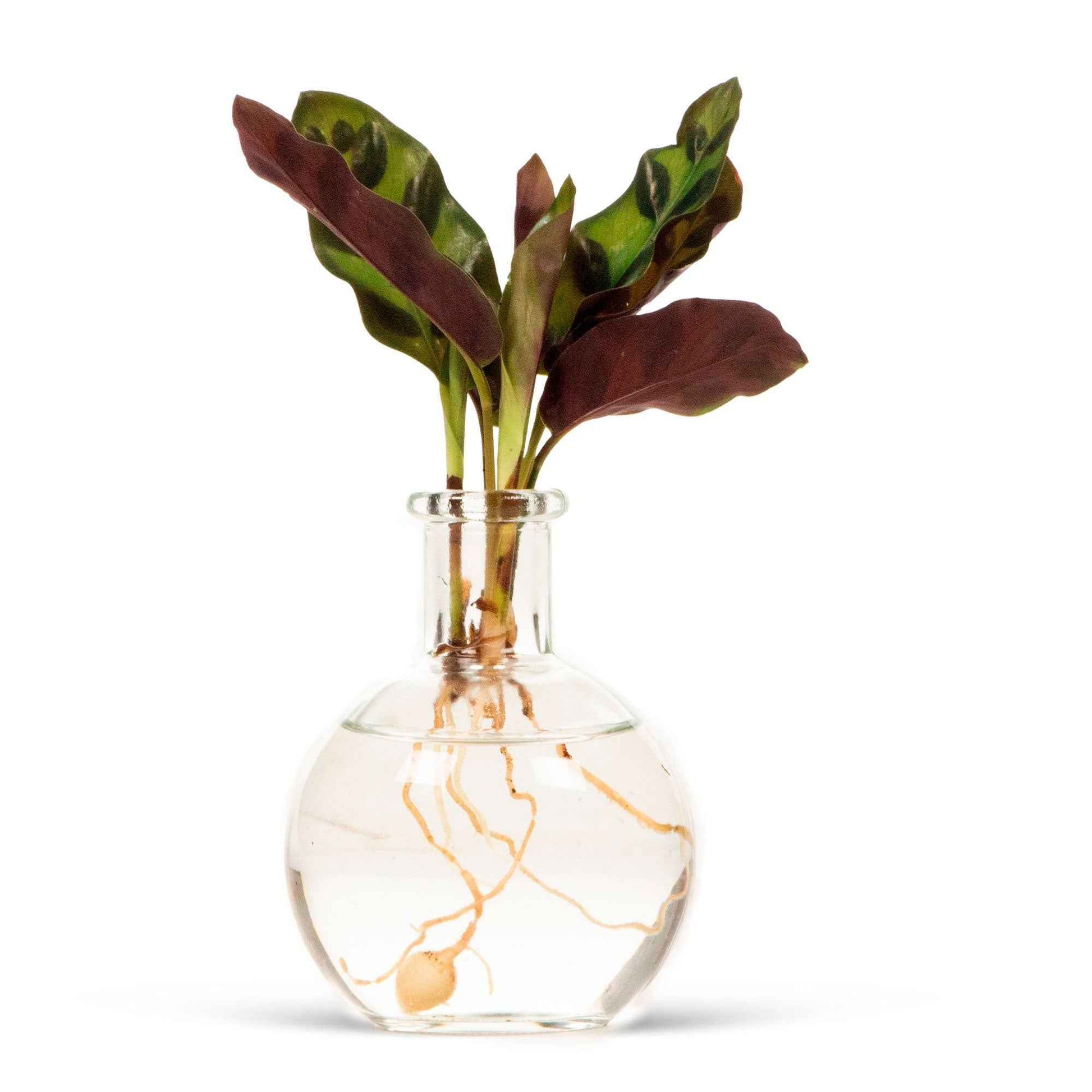  - Vase P7 - Zusammenstellungen von Zimmerpflanzen