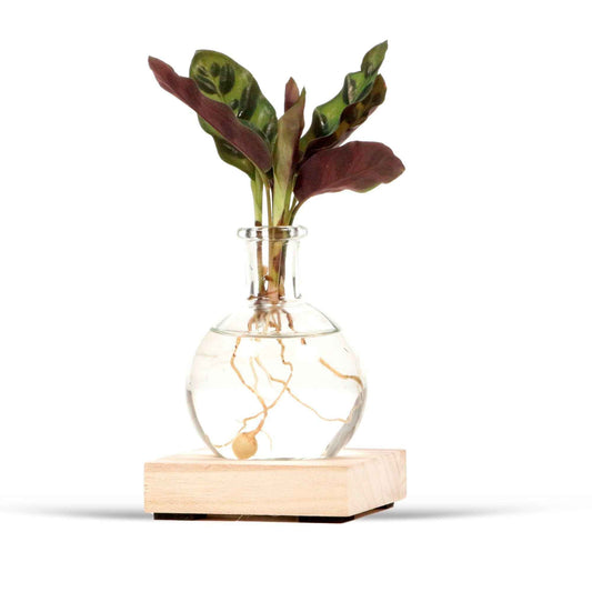 Calathea im Samoa-Glas mit LED-Beleuchtung - Hydroponik - Bakker