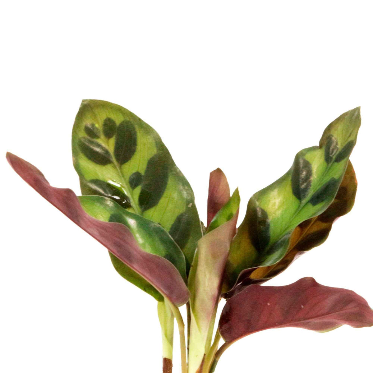 Calathea im Samoa-Glas mit LED-Beleuchtung - Hydroponik - Calathea insignis - Bakker