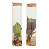 Stecklingsmix in Röhrenglas - Hydroponik - Stekmix Tube glas 2st - Zimmerpflanzen Sets