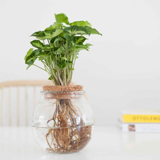 Syngonium im Kugelglas - Hydroponik - Bakker