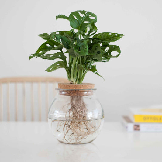 Monstera im Kugelglas - Hydroponik - Bakker