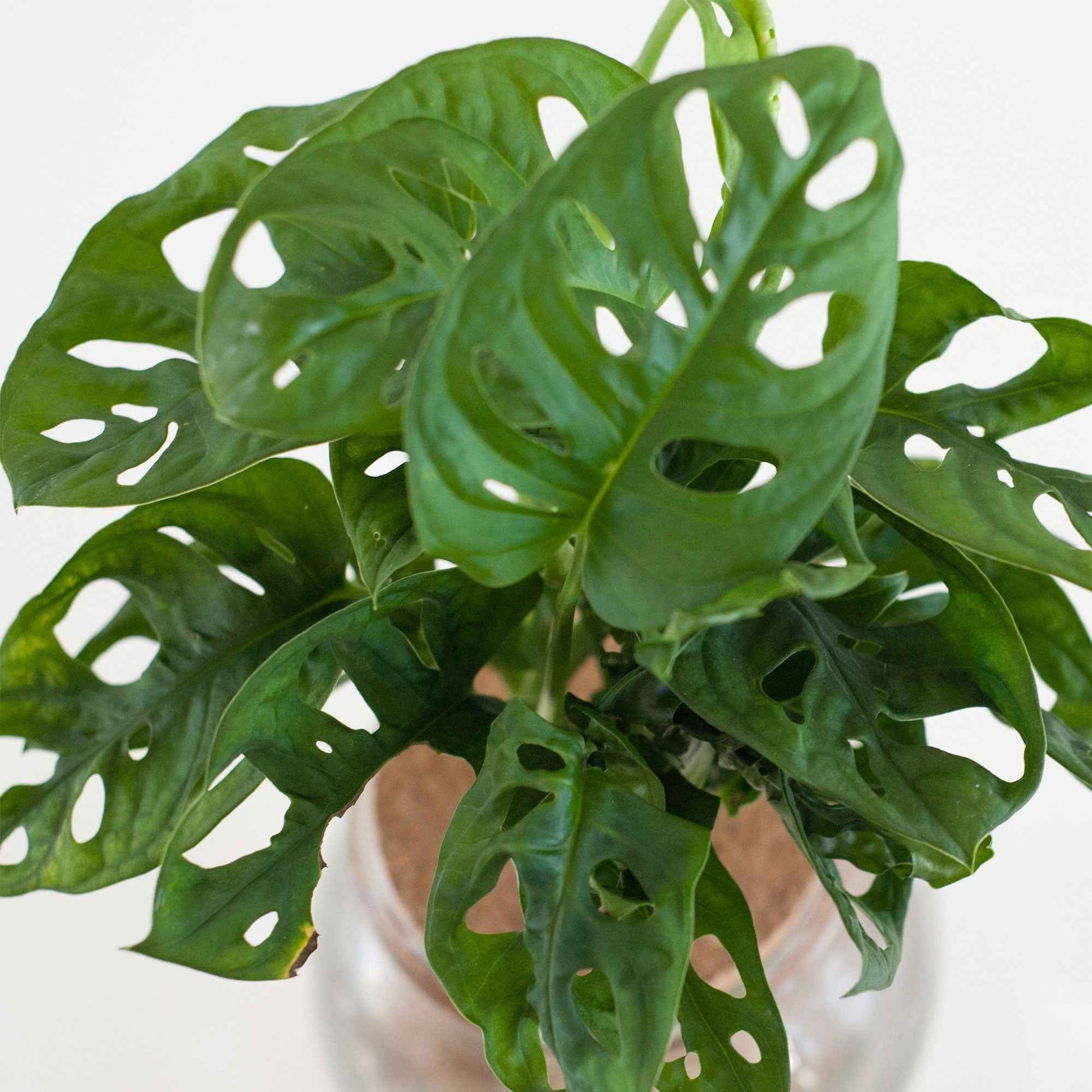 Monstera - Monstera deliciosa 25–35 cm - Zusammenstellungen von Zimmerpflanzen