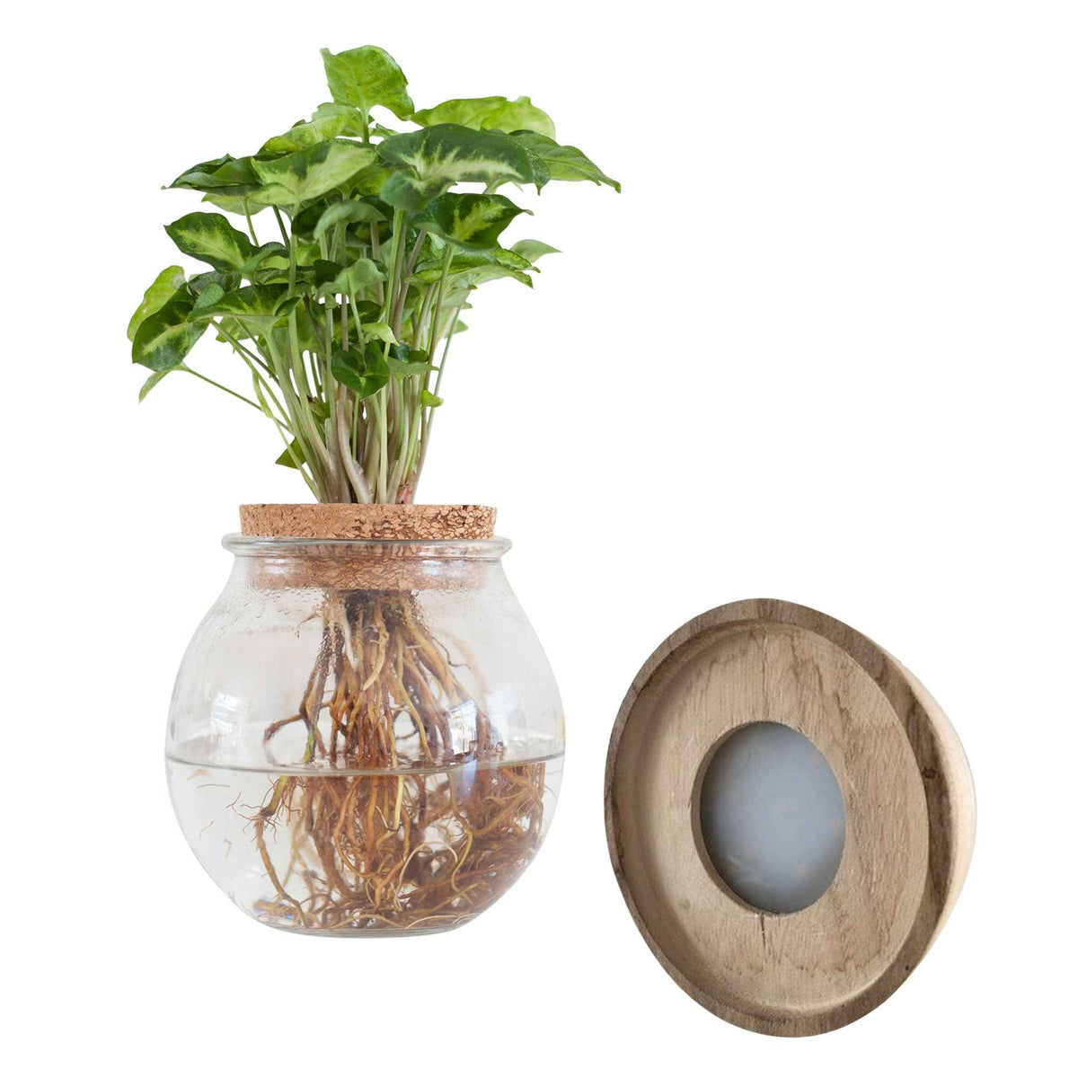 Syngonium - Syngonium im Kugelglas mit LED-Beleuchtung - Hydroponik - Hydroponische Pflanzen
