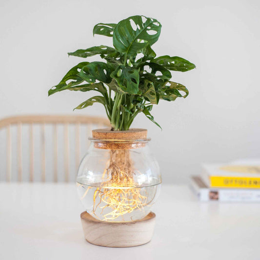 Monstera im Kugelglas mit LED-Beleuchtung - Hydroponik - Bakker