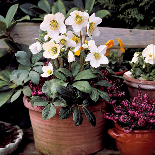 Helleborus niger - Christrose 'Christmas Carol' - Christrose - Helleborus