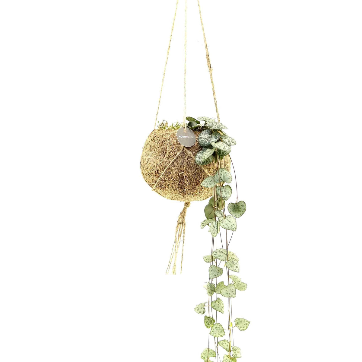 Kokodama Chinesische Laterne Ceropegia woodii inkl. Kokostopf - Hängepflanze - Kokodama Ceropegia - Bakker