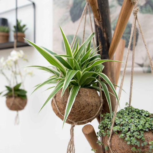 Chlorophythum + Kokodama Kokostopf - Bakker