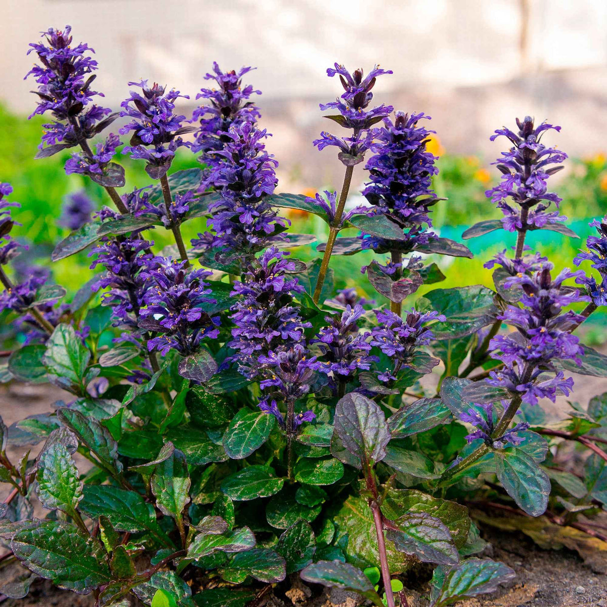 Rotblättriger Günsel 'Atropurpurea' - Bakker