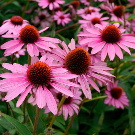 Scheinsonnenhut 'Magnus Superior' - Echinacea purpurea magnus superior - Sträucher und Stauden