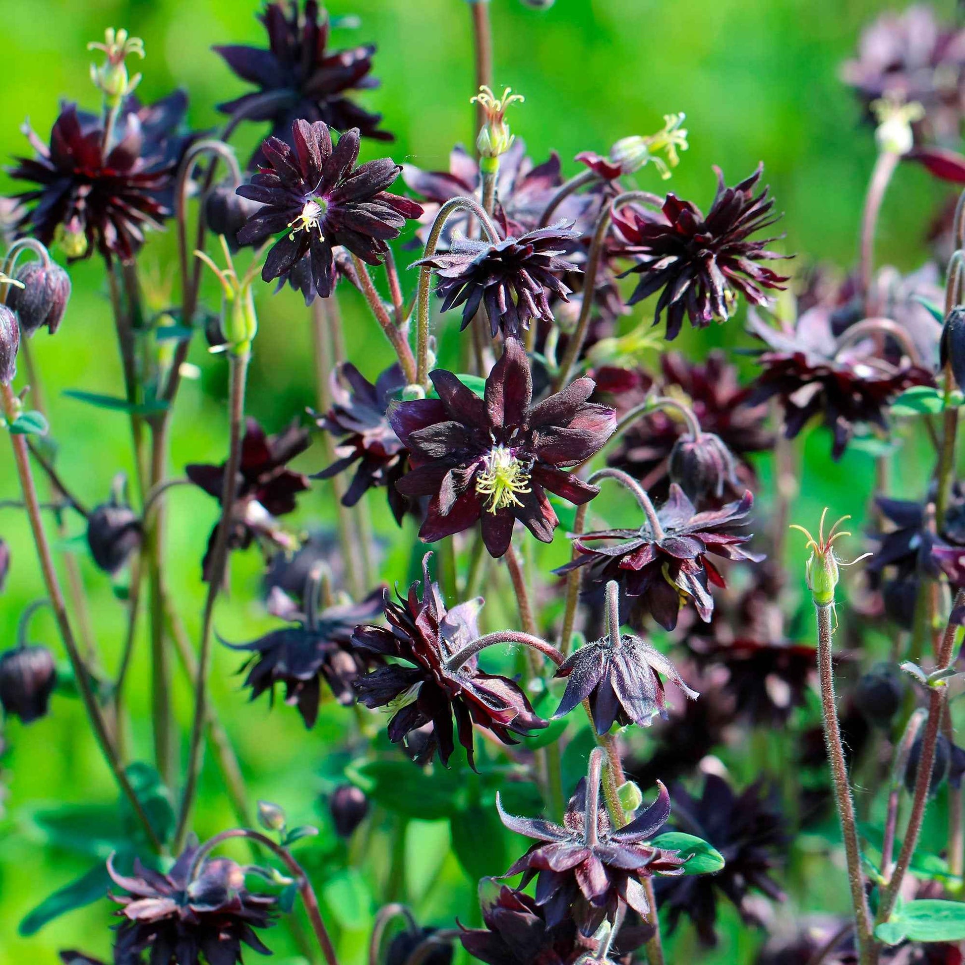 Garten-Akelei 'Black Barlow' - Aquilegia vulgaris black barlow - Gartenpflanzen