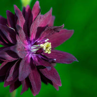 Garten-Akelei 'Black Barlow' - Aquilegia vulgaris black barlow - Sträucher und Stauden