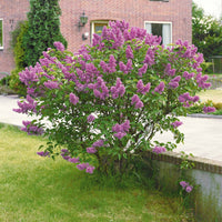 Flieder - Syringa vulgaris lilas - Ziersträucher