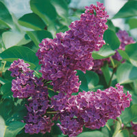 Flieder - Syringa vulgaris lilas