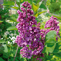 Gefüllte Fliederkollektion: blau, rot, lila, weiß. (x4) - Syringa vulgaris - Gartenpflanzen