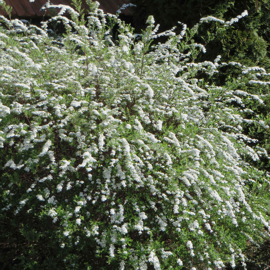 Spierstrauch 'Grefsheim' - Spiraea cinerea  grefsheim - Gartenpflanzen