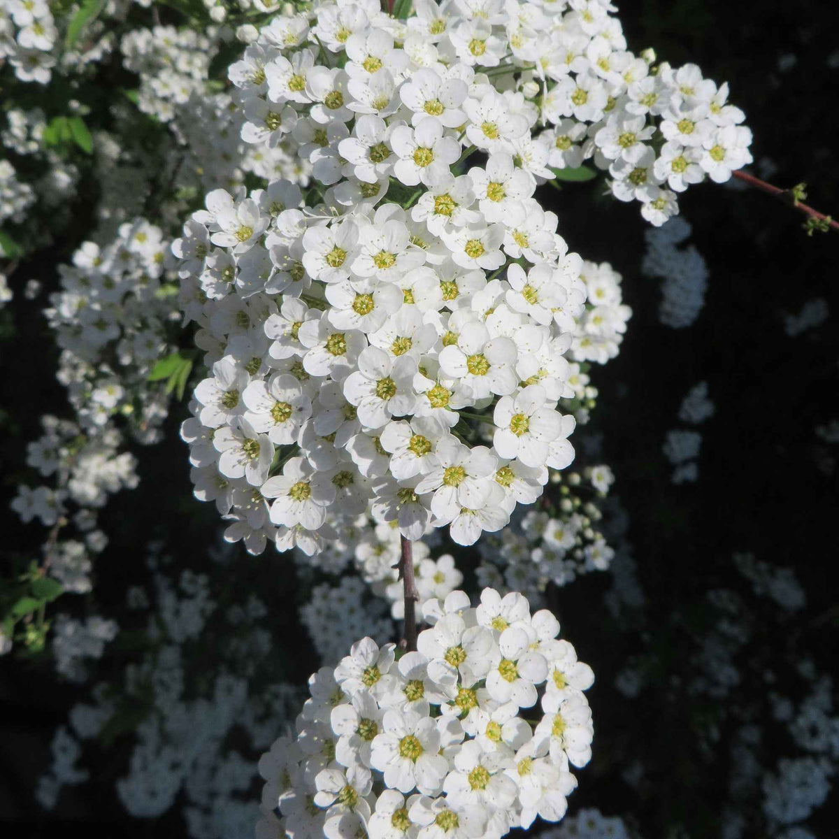 Spierstrauch 'Grefsheim' - Spiraea cinerea  Grefsheim - Bakker