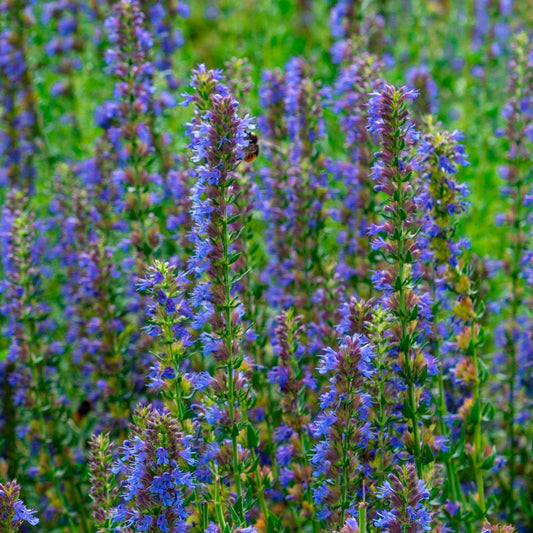 Ysop Hyssopus officinalis - Hyssopus officinalis - Gartenpflanzen