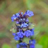 Wiesensalbei - Salvia pratensis - Gartenpflanzen