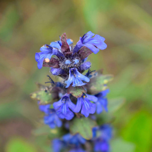 Wiesensalbei - Bakker