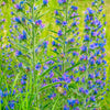 Gewöhnlicher Natternkopf - Echium vulgare - Gartenpflanzen