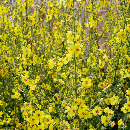 Schwarze Königskerze (x3) - Verbascum nigrum - Gartenpflanzen