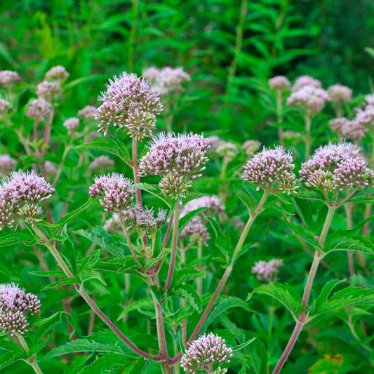 Gewöhnlicher Wasserdost - Eupatorium cannabinum - Gartenpflanzen