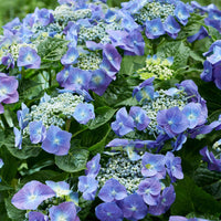 Bauernhortensie  'Teller' blau - Hydrangea macrophylla teller blue - Hortensien