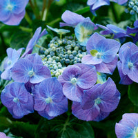 Bauernhortensie  'Teller' blau - Hydrangea macrophylla teller blue - Gartenpflanzen