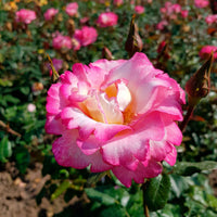 Kletterrose 'Haendel' - Rosa haendel - Gartenpflanzen