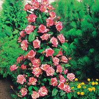 Kletterrose 'Haendel' - Rosa haendel - Pflanzensorten