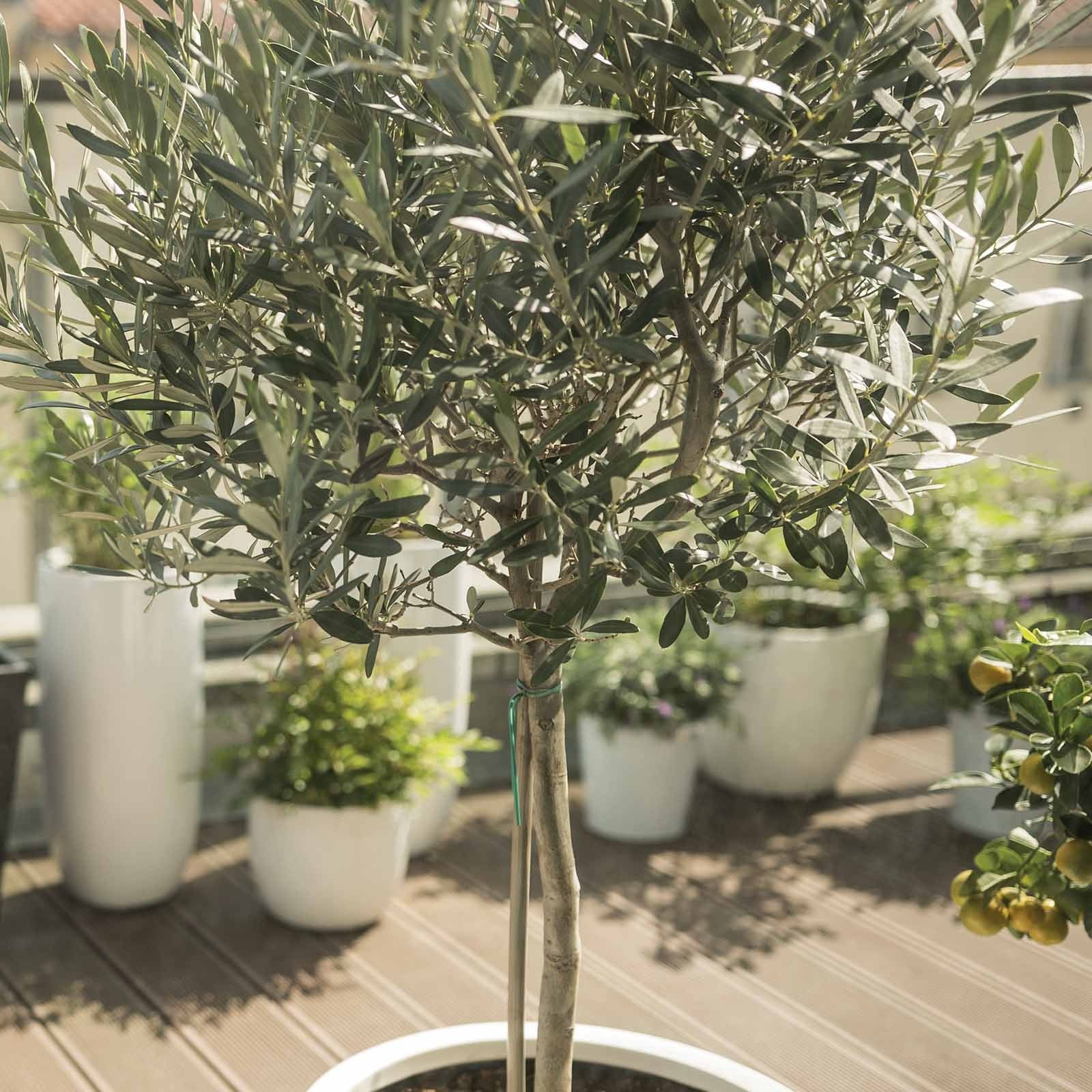 Olive - Olea europaea - Mediterrane Pflanzen