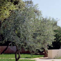 Olive - Olea europaea - Olivenbäume