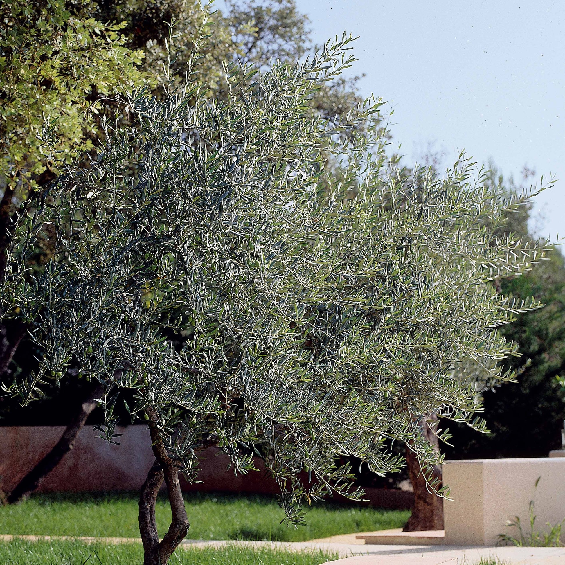 Olive - Olea europaea - Olivenbäume