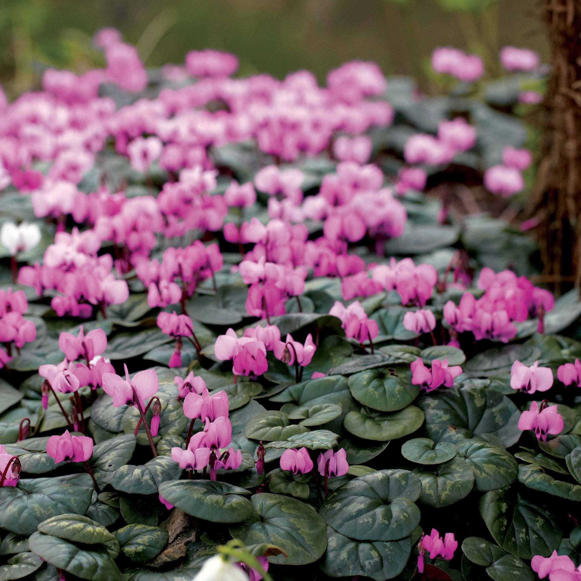 Alpenveilchen 'Coum' (x3) - Cyclamen coum - Bakker
