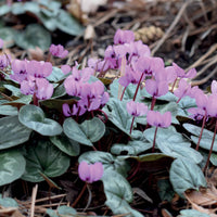 Sommerzwiebeln - Alpenveilchen 'Coum' (x3) - Cyclamen coum