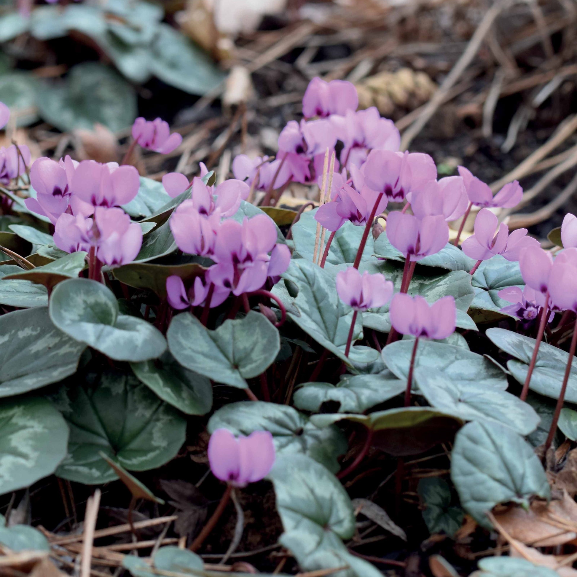 Sommerzwiebeln - Alpenveilchen 'Coum' (x3) - Cyclamen coum