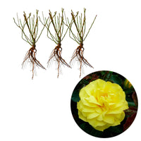Beetrose 'Friesia' (x3) - Rosa polyantha friesia - Pflanzensorten