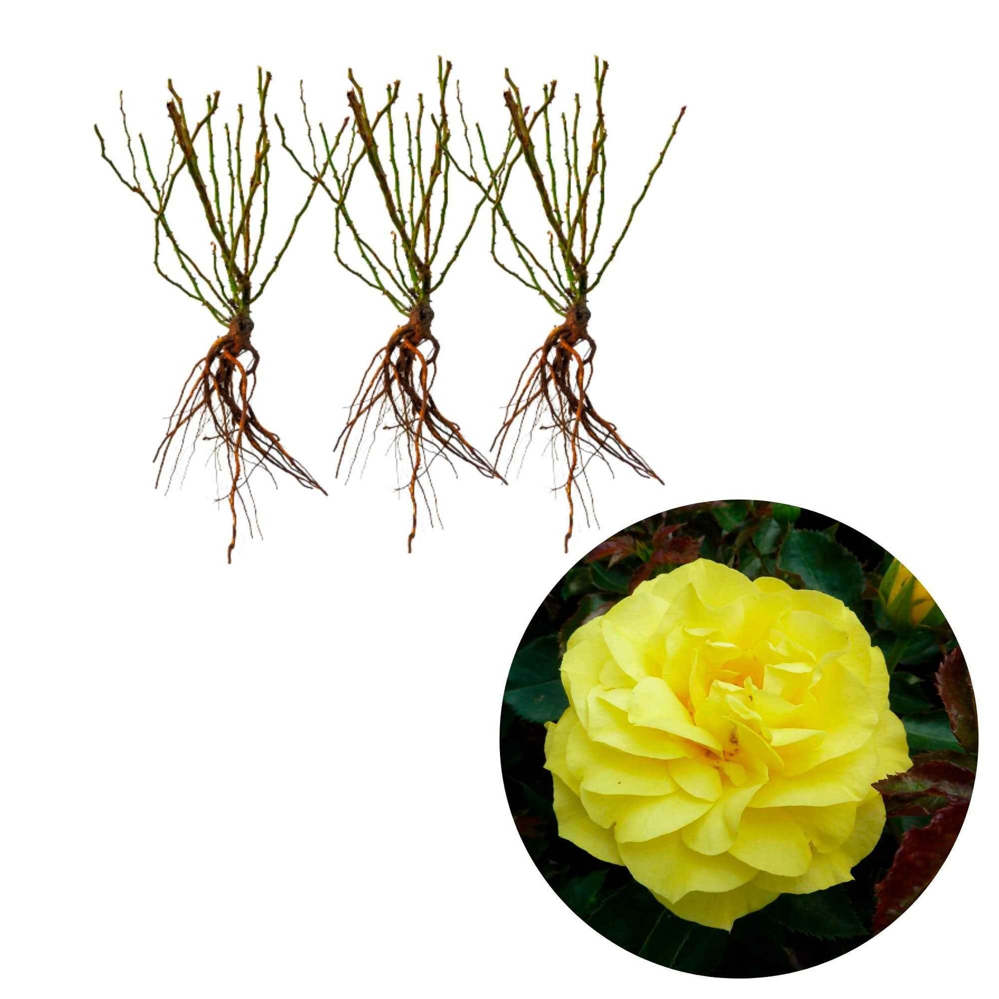 Beetrose 'Friesia' (x3) - Rosa polyantha friesia - Pflanzensorten