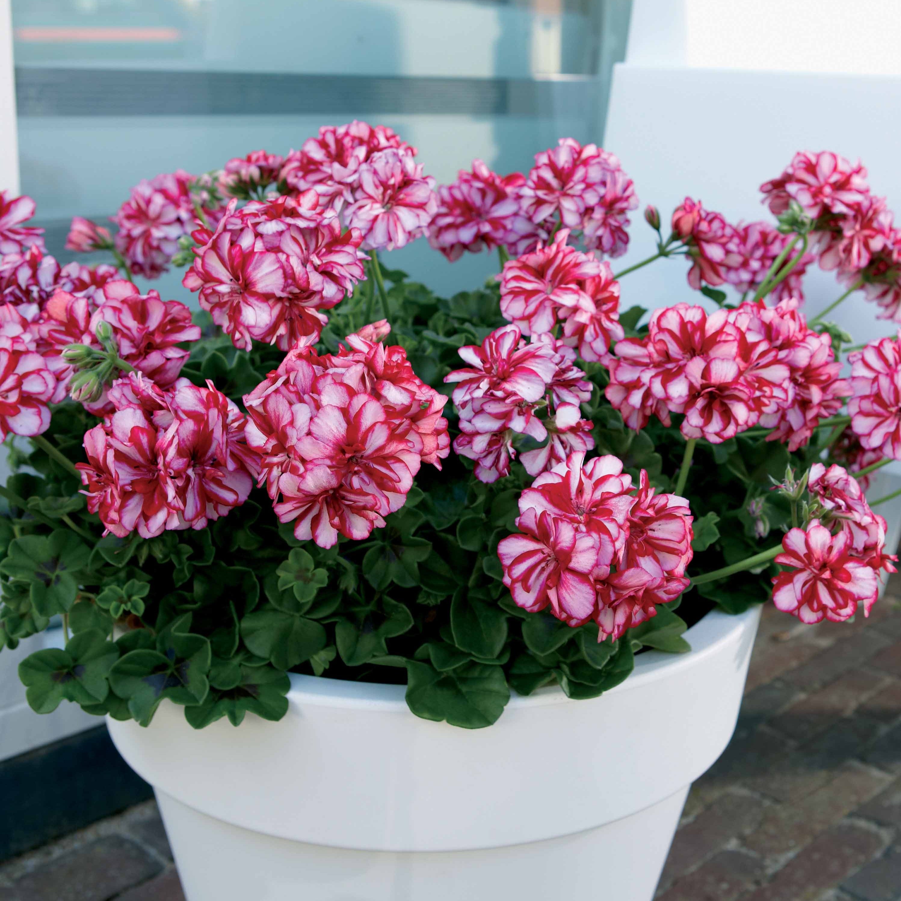 Geranien - Pelargonien | Online kaufen auf Bakker.com